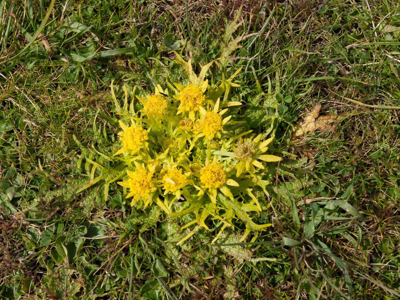 Sanicula arctoide