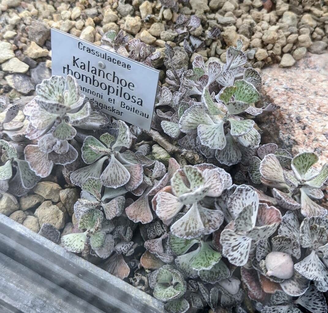 Kalanchoe romboidalna 8