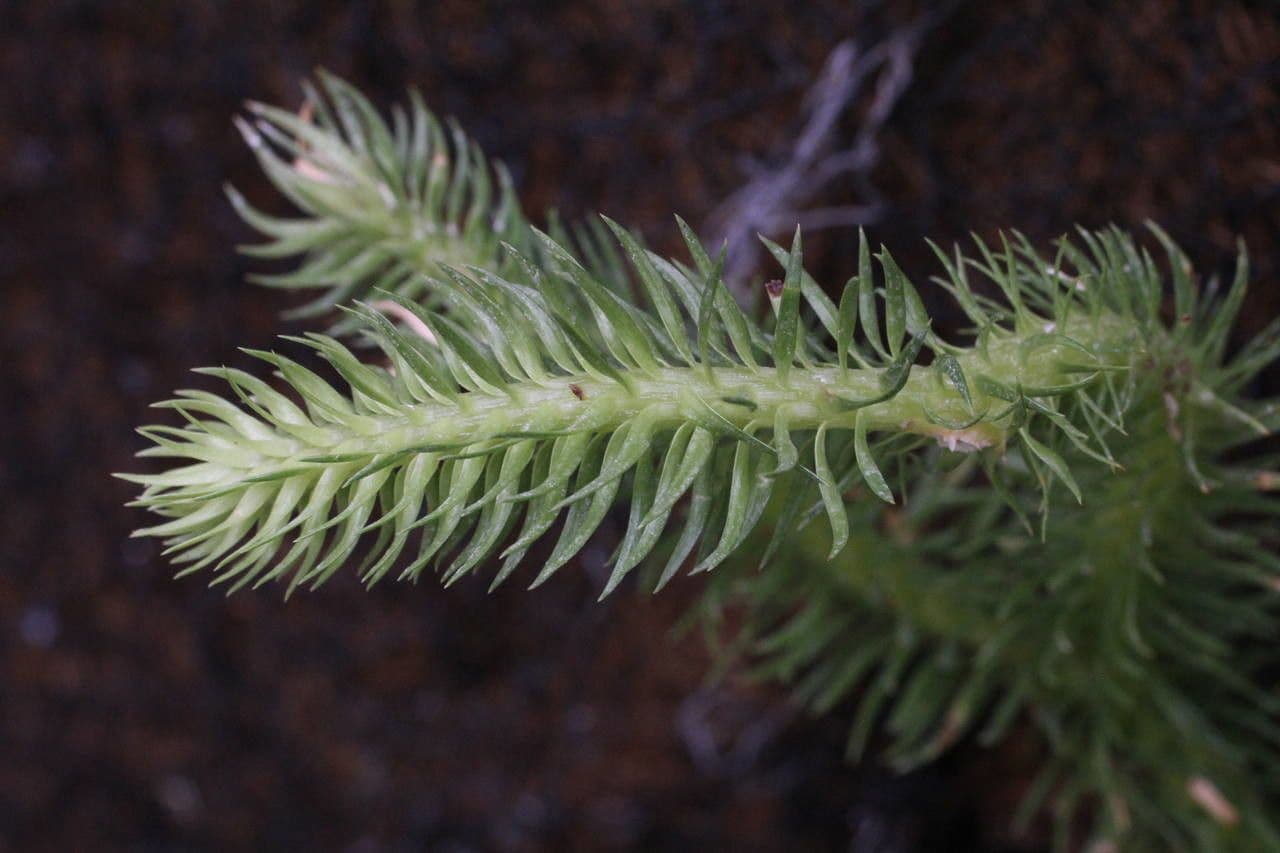 Huperzia 9