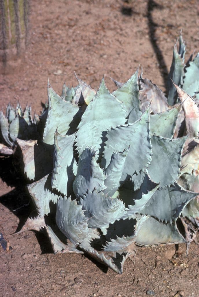 Agave