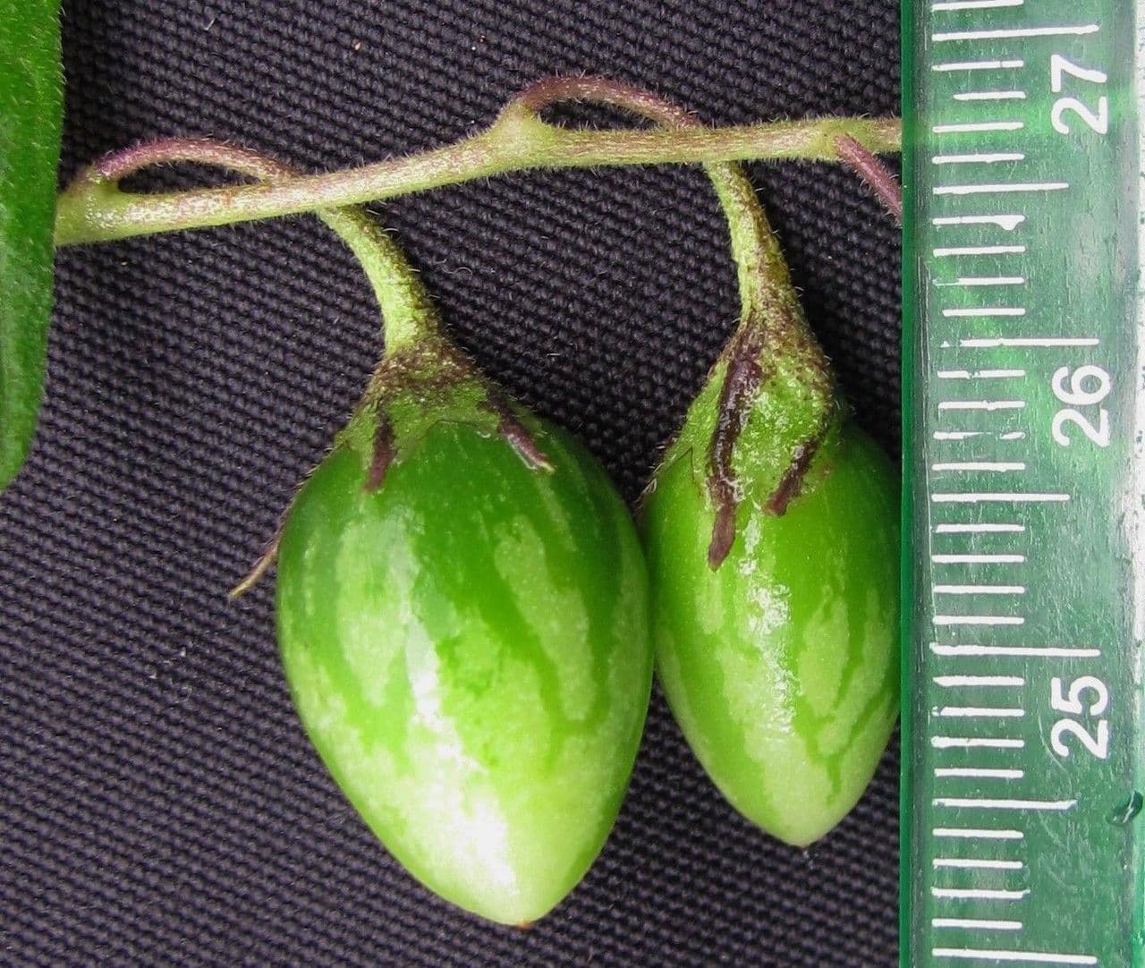 Solano 2