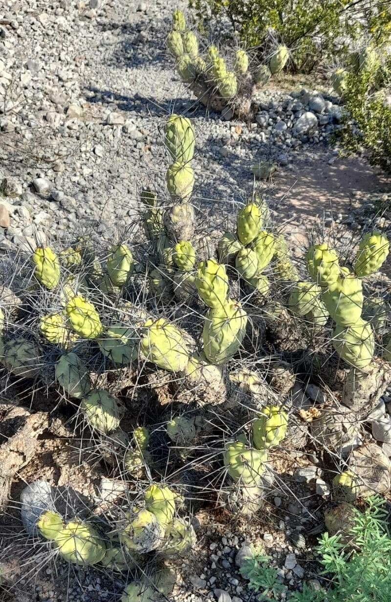 Tephrocactus 6
