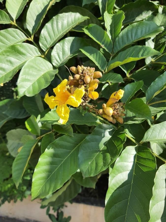 Markhamia 6
