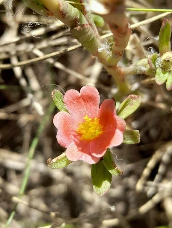 Portulaca 2