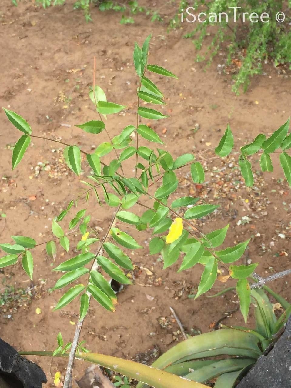 Seringa bianca 6