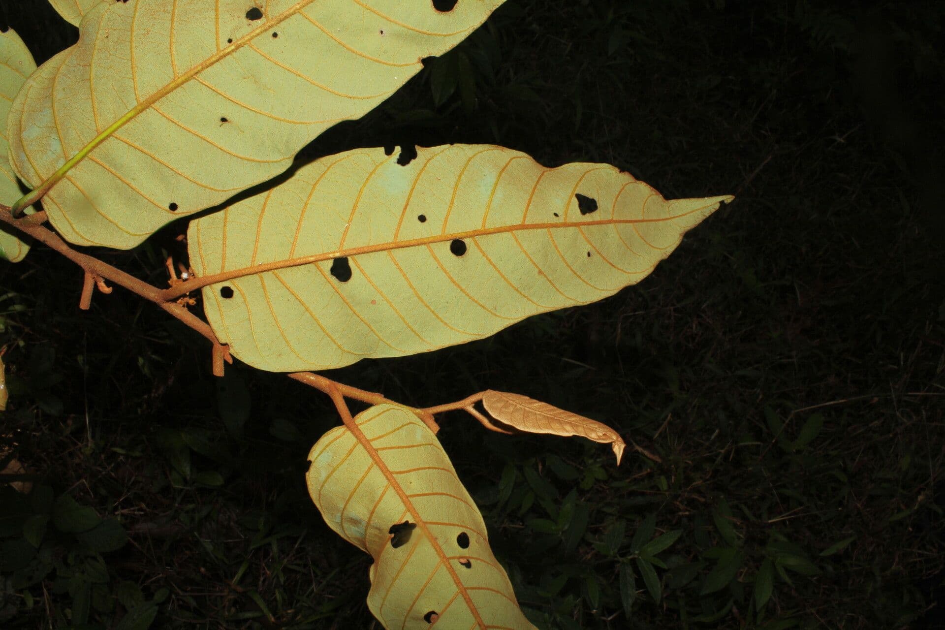 Virola sebifera 6