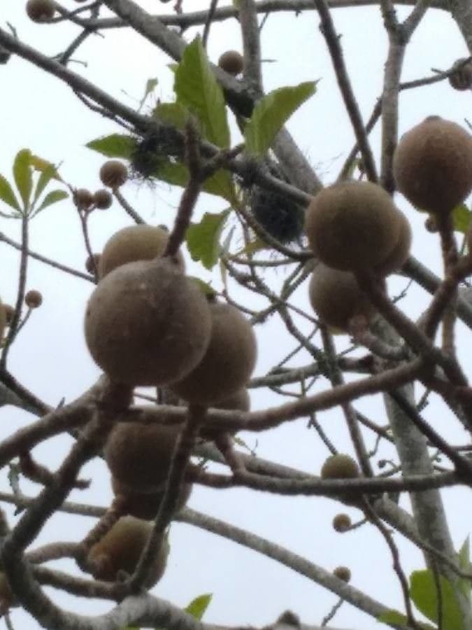 Genipapo-Baum
