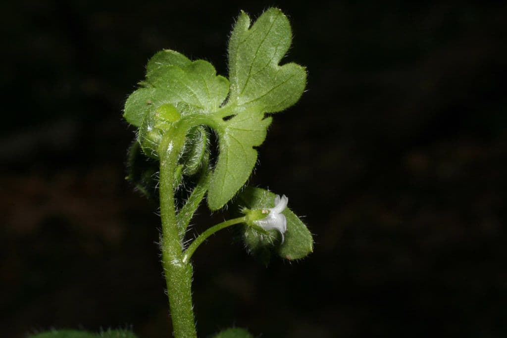 Nemophila 14
