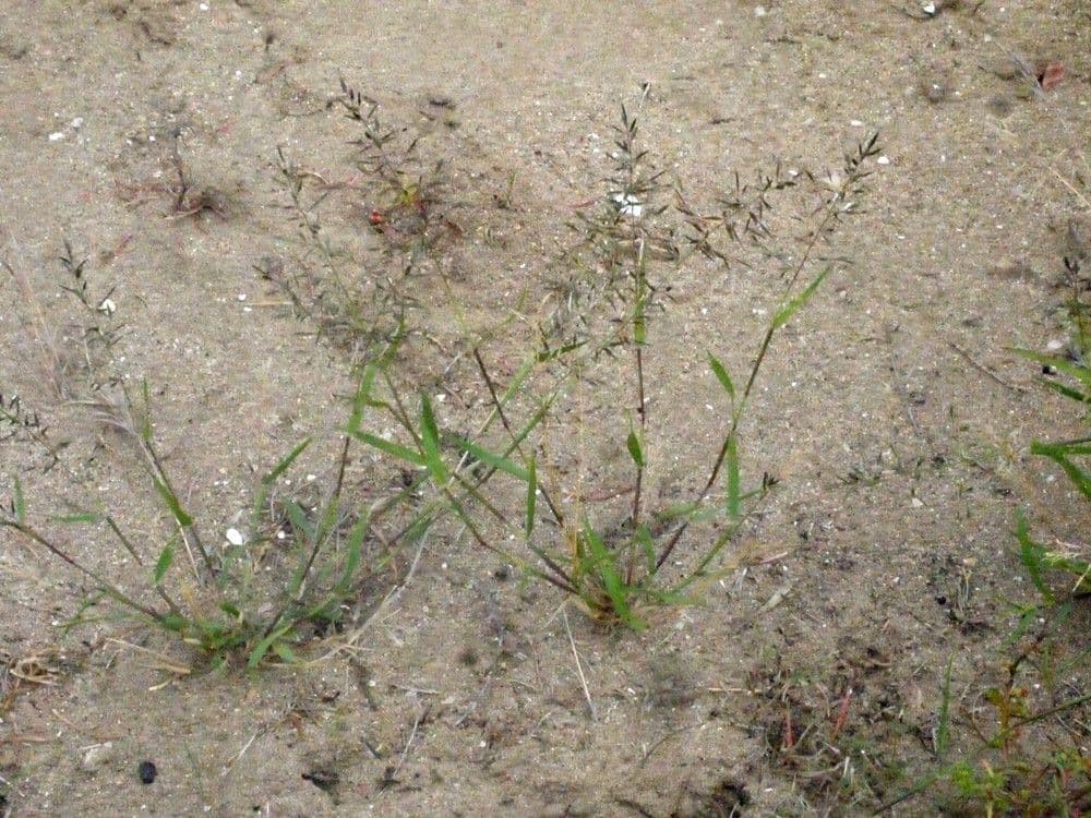 Eragrostis di Barrelier 13