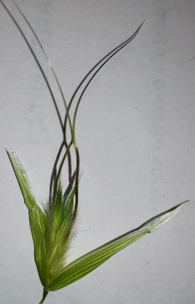 Avena maggiore 9