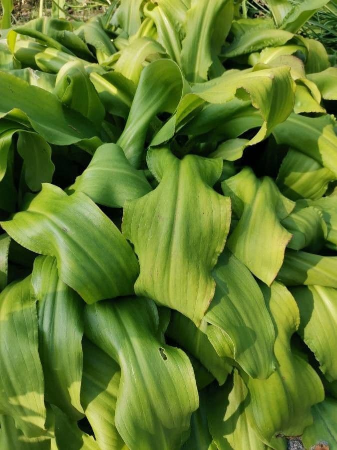 Eucomis 15