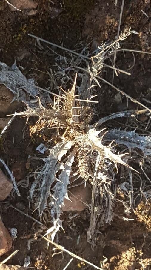 Carlina lanata 18