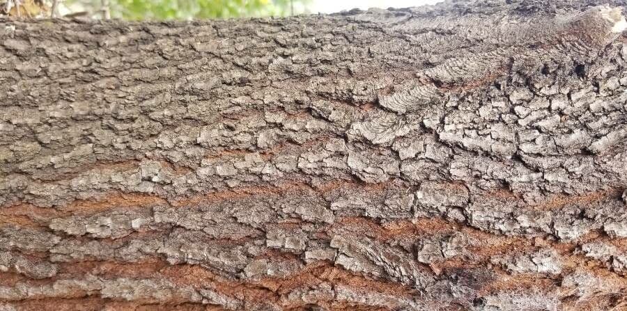 Bursaria spinosa 19