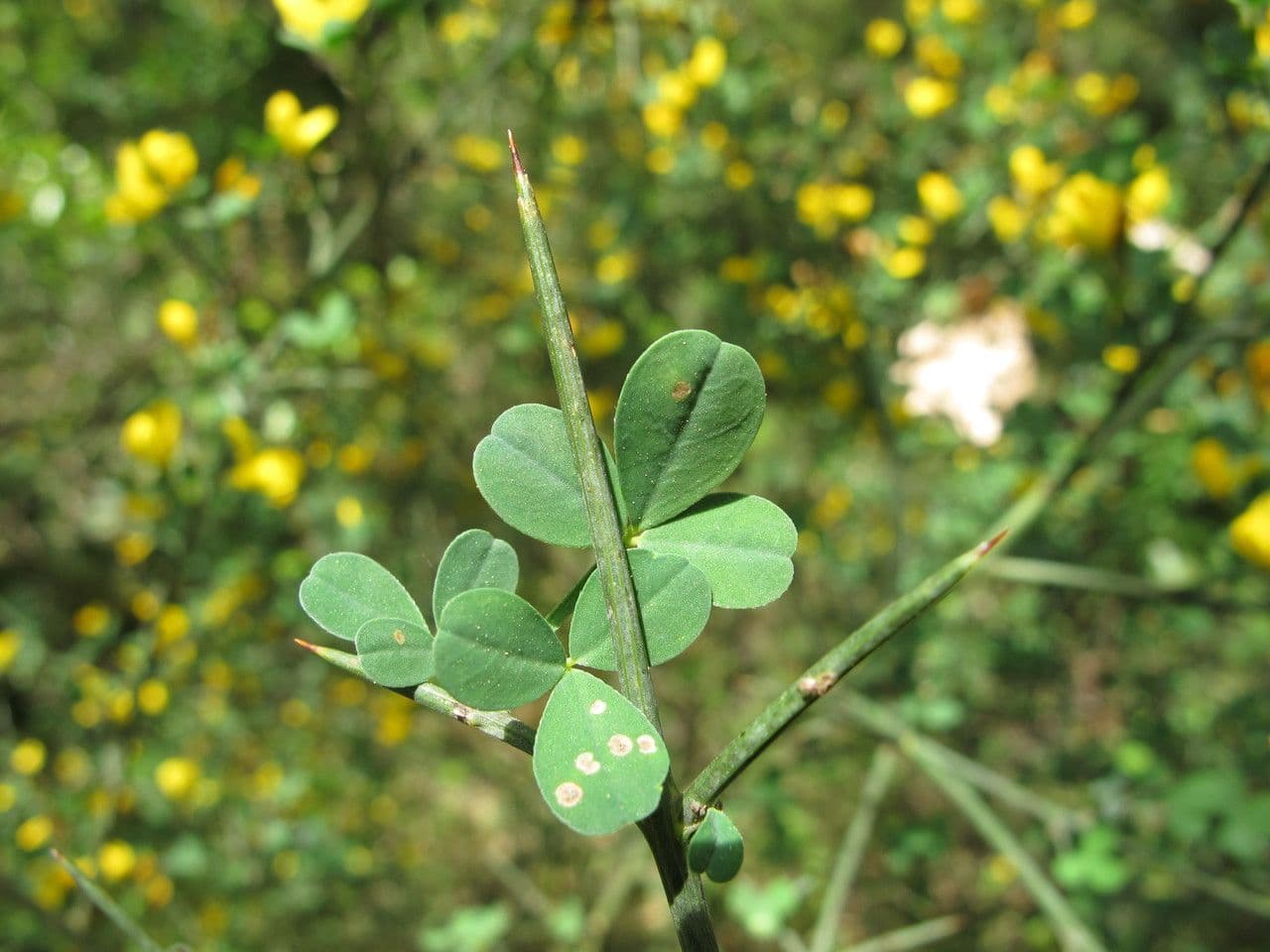 Calicotome spinosa 20