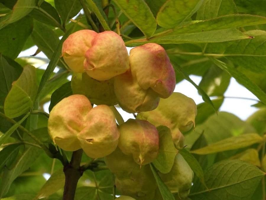 Staphylea pinnata 10