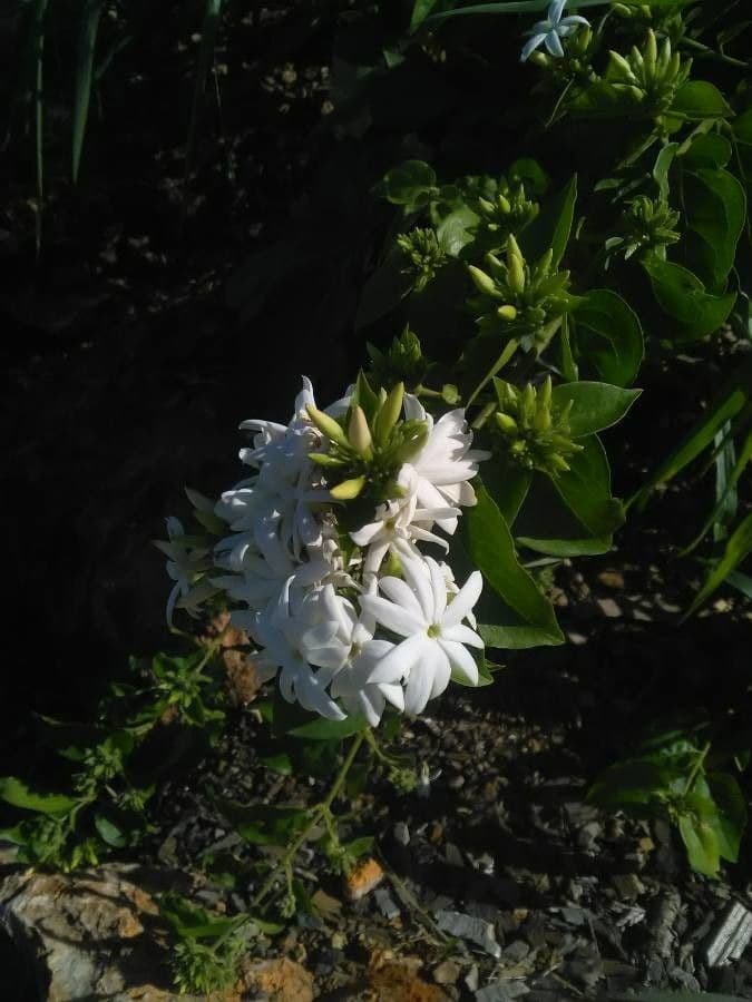 Jasmin 7