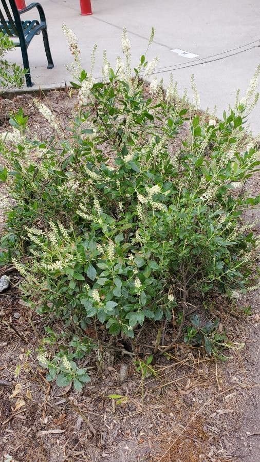 Clethra 27