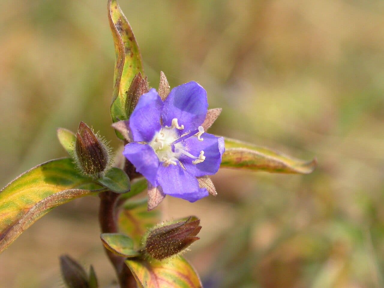 Hydrolea 7
