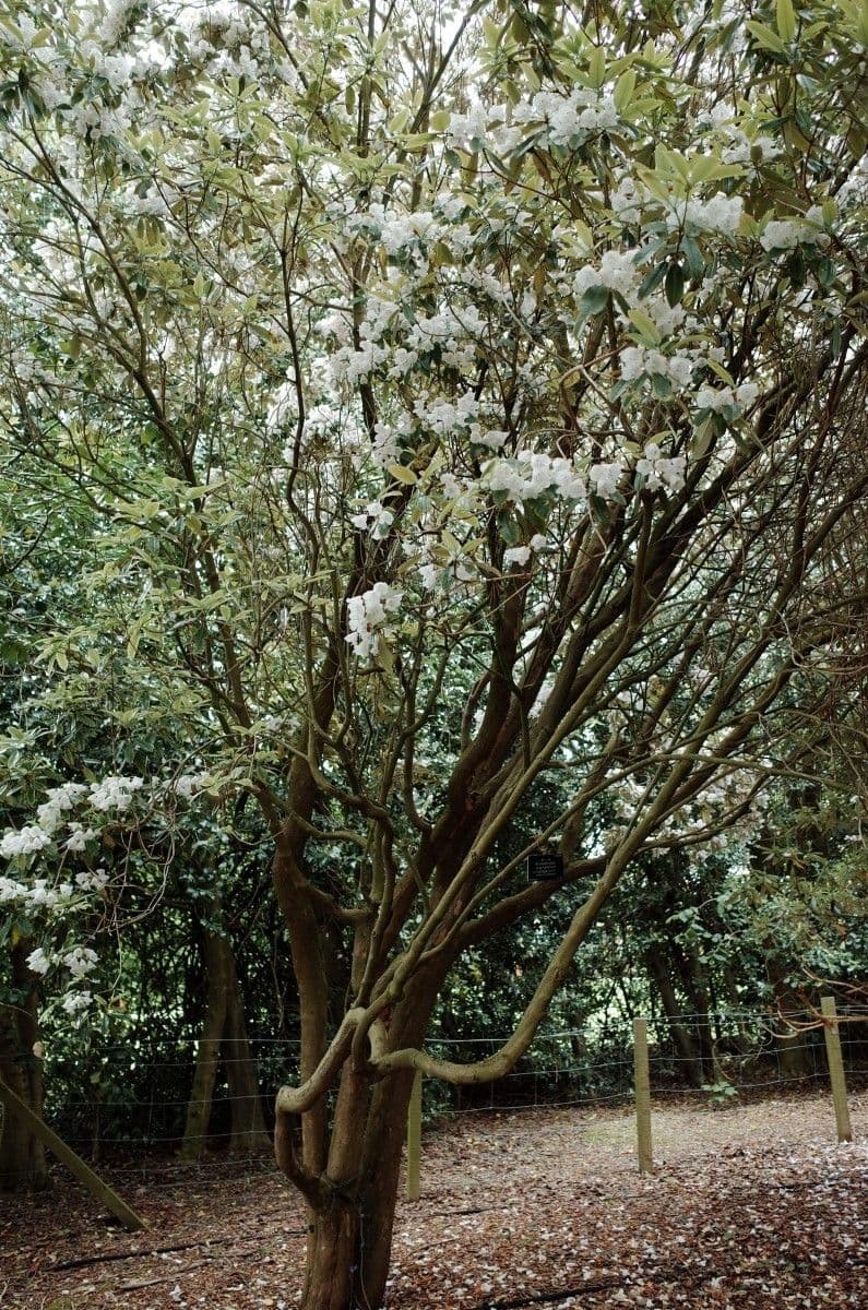 Rhododendron 11