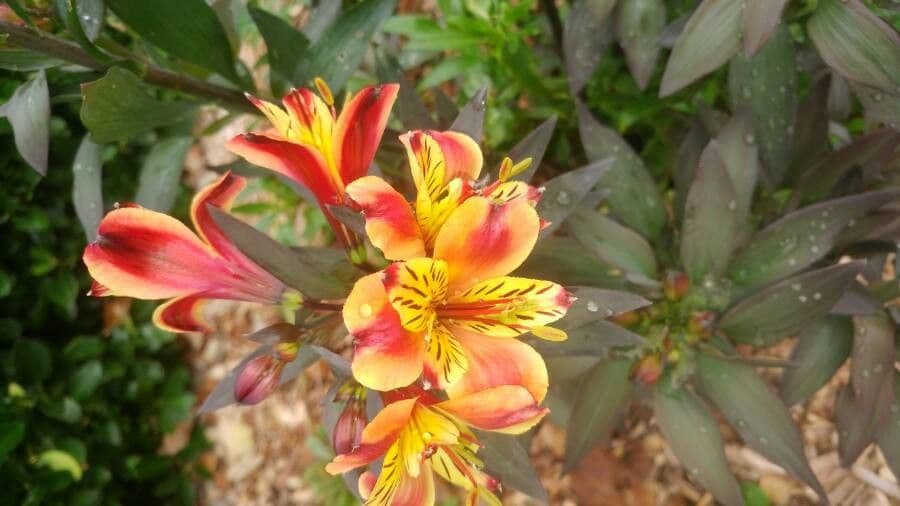Alstroemeria aurea 8