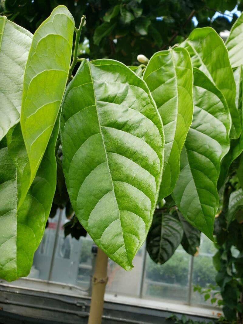 Quararibea funebris 12