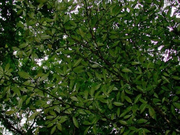 Palicourea 11
