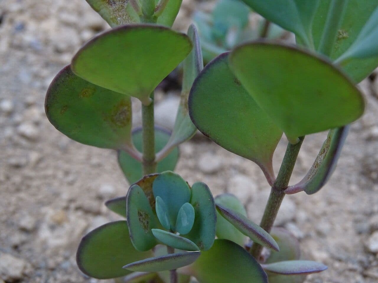 Kalanchoe 4