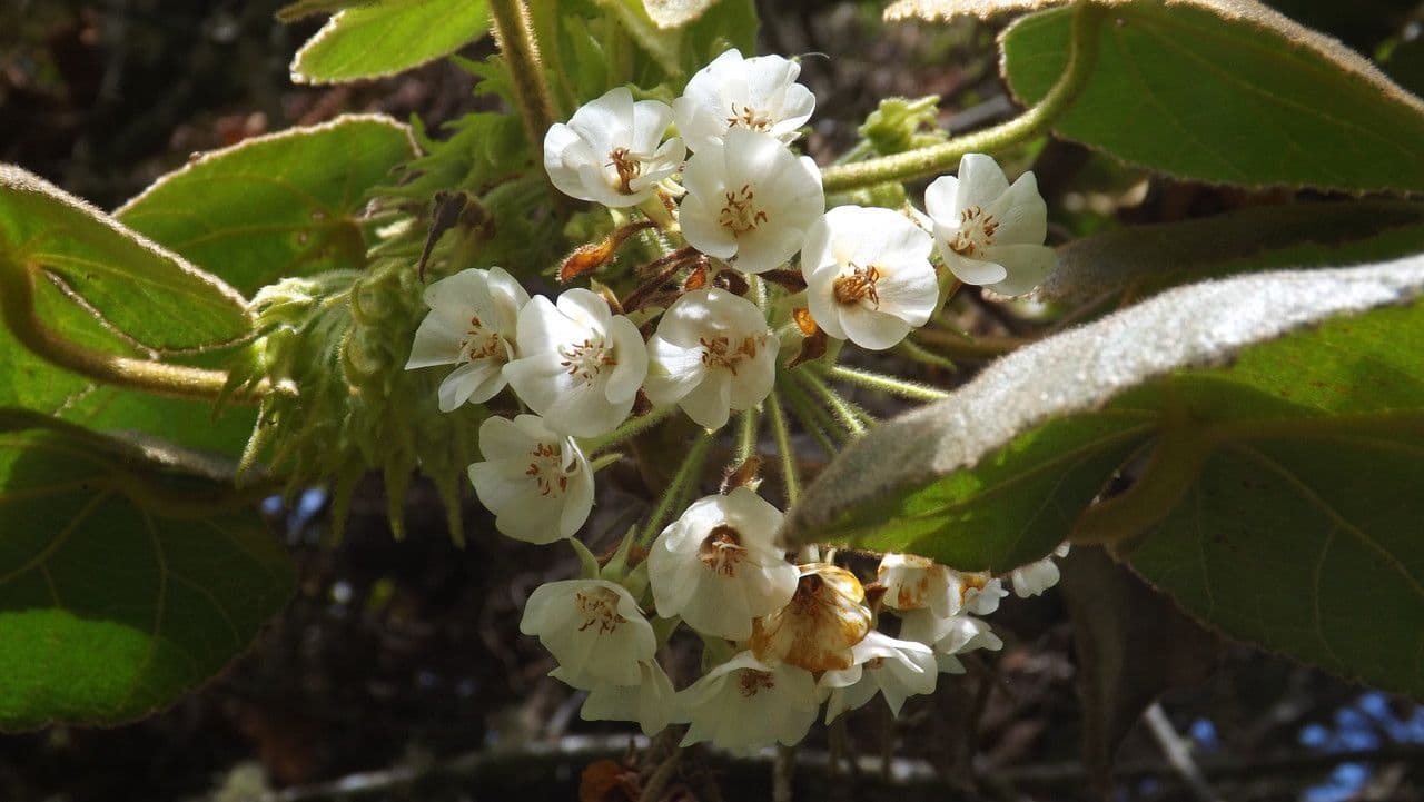 Dombeya 5