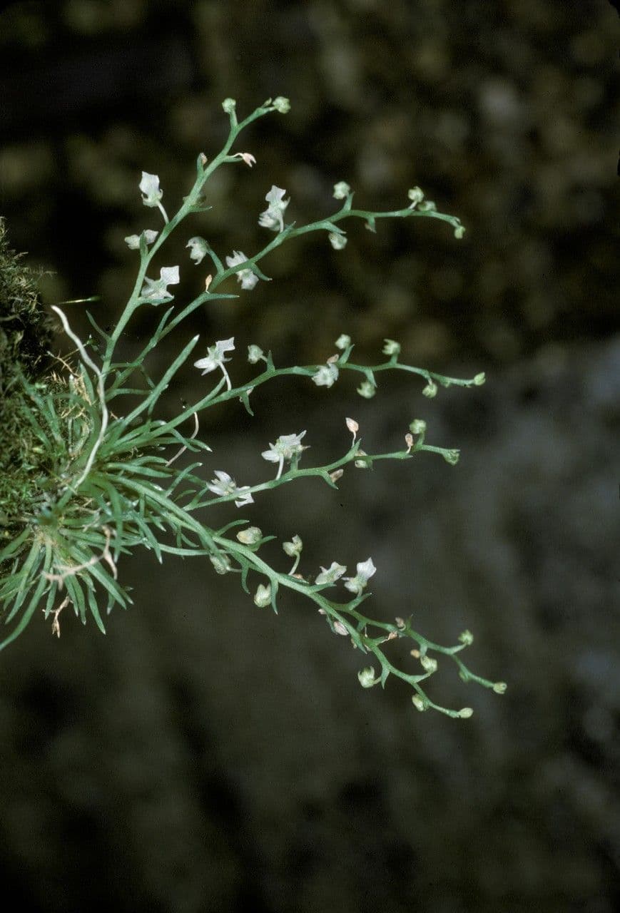 Phymatidium delicatulum 7