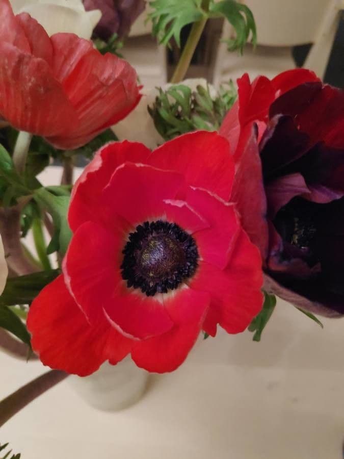 Kronen-Anemone 8