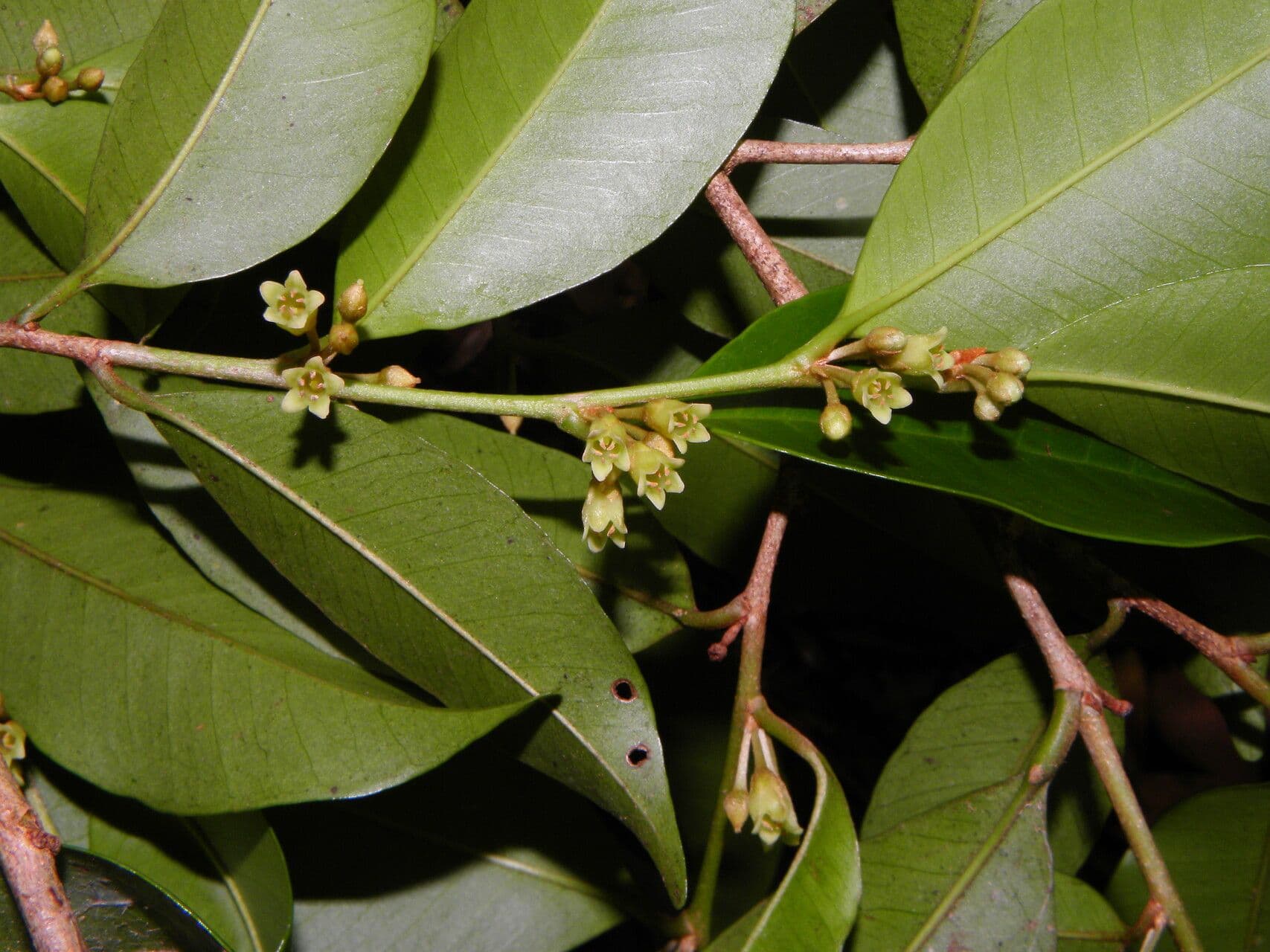 Chrysophyllum 9