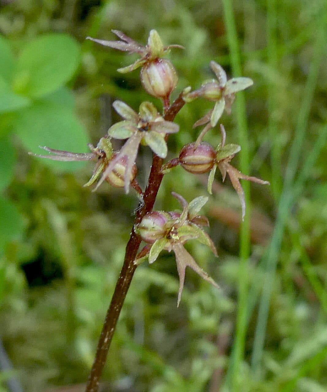 Lesser twayblade 10