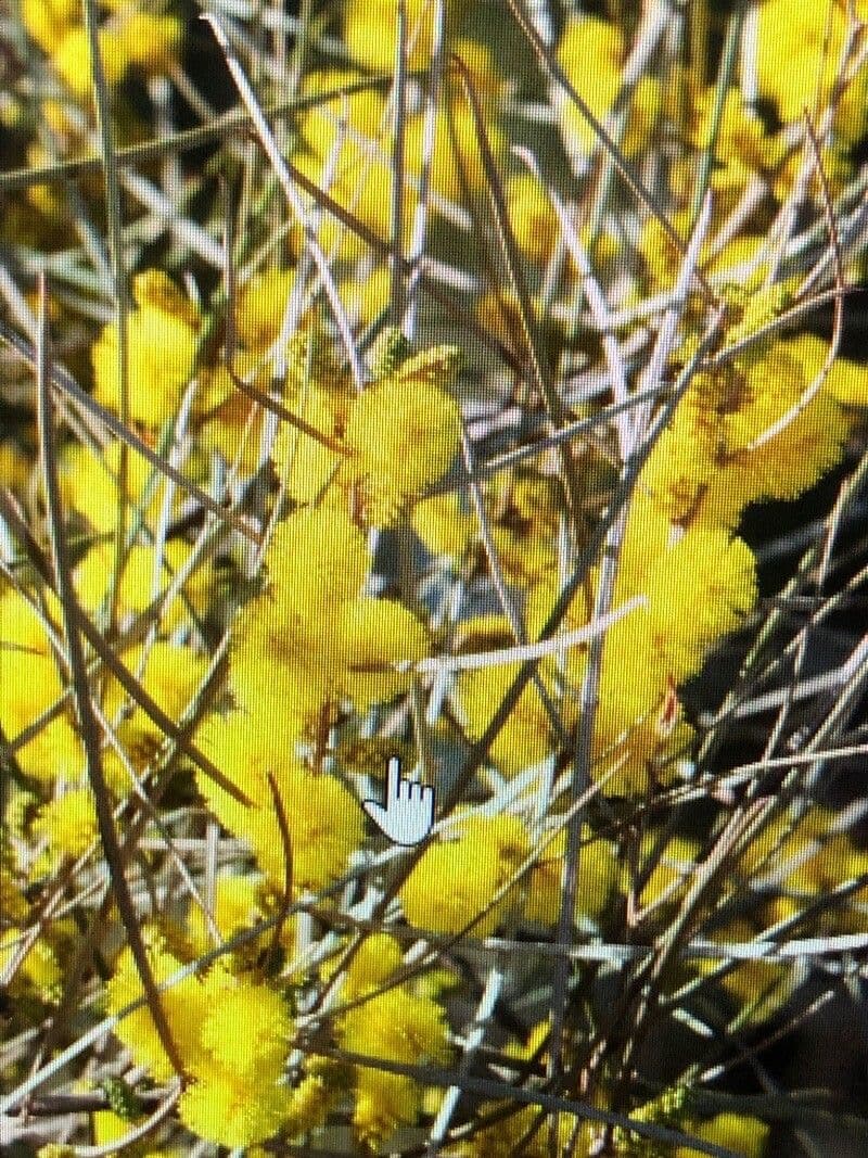 Acacia de corteza rizada