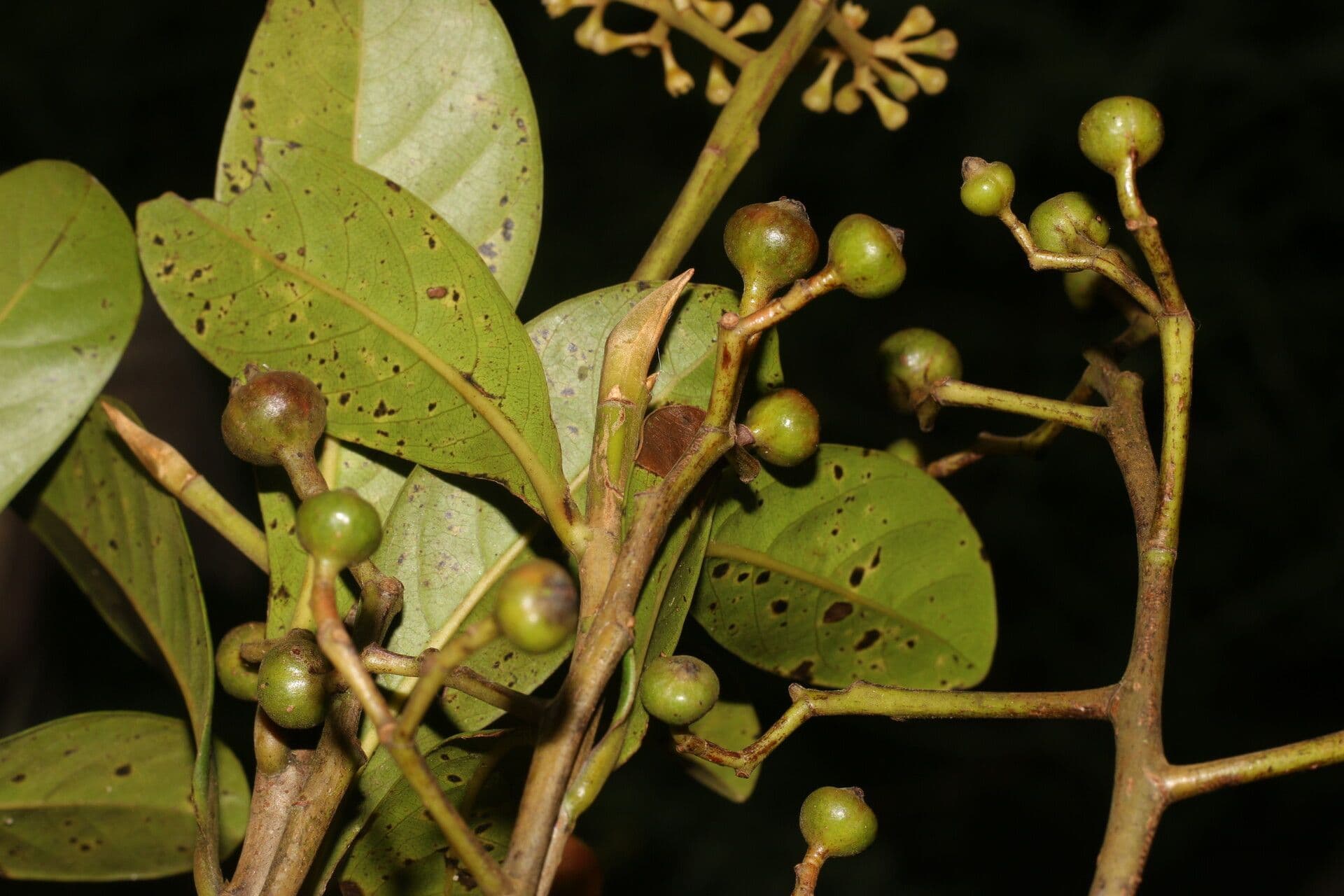 Ocotea insulare