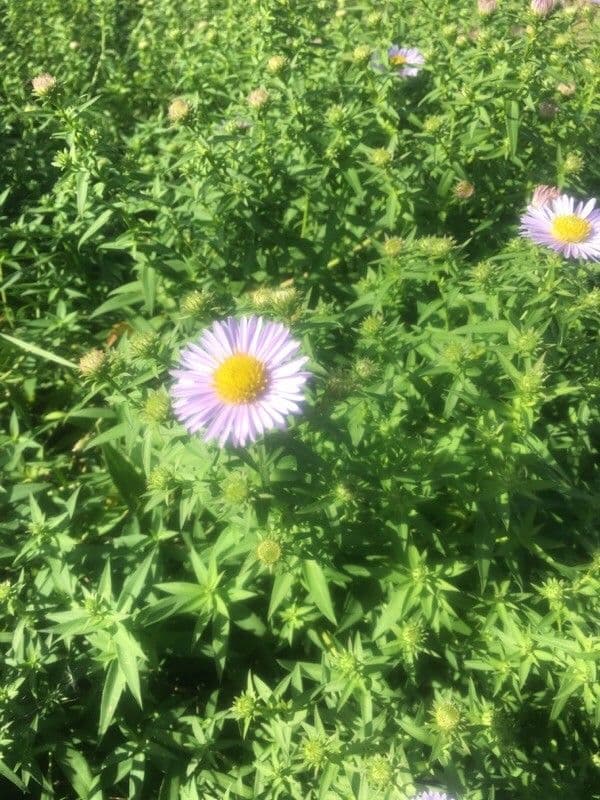 Fleabane piękny 6