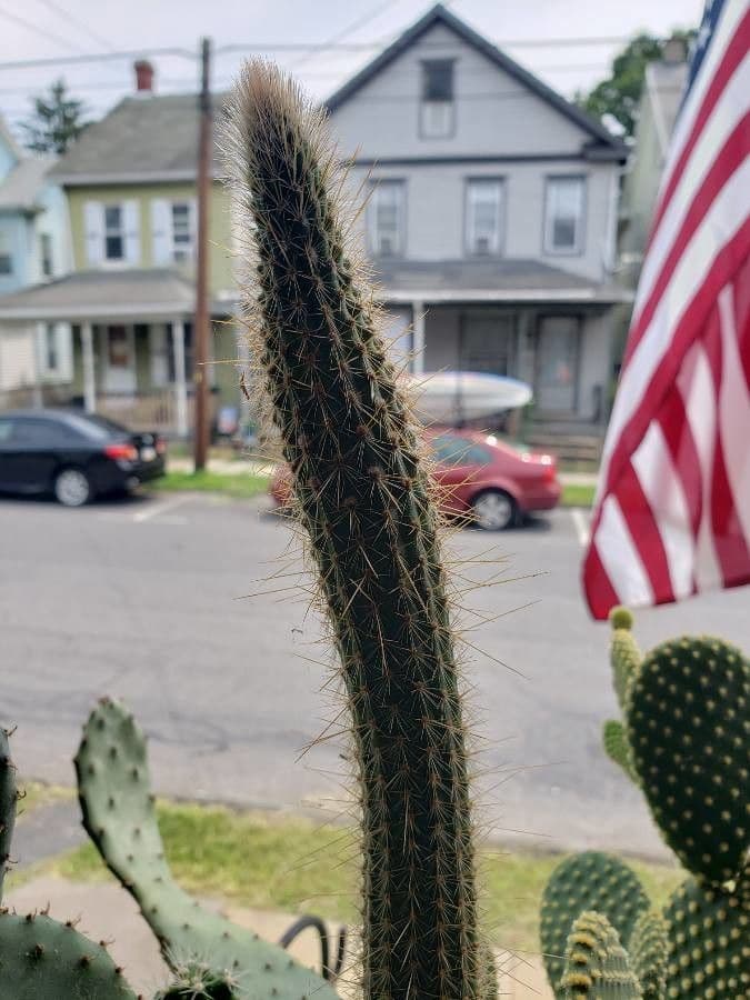 Cactus di Baumann 21