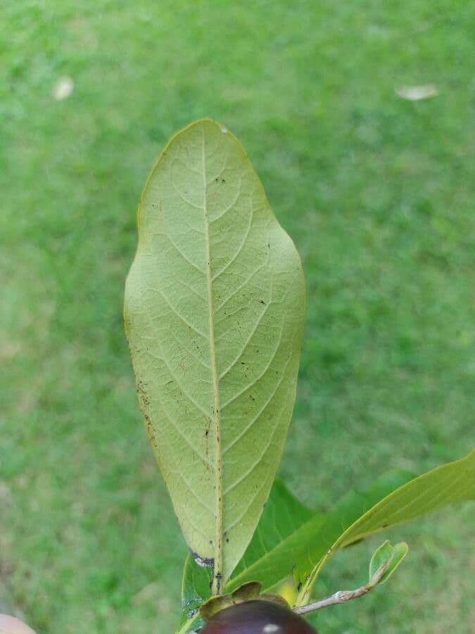 Diospyros 7