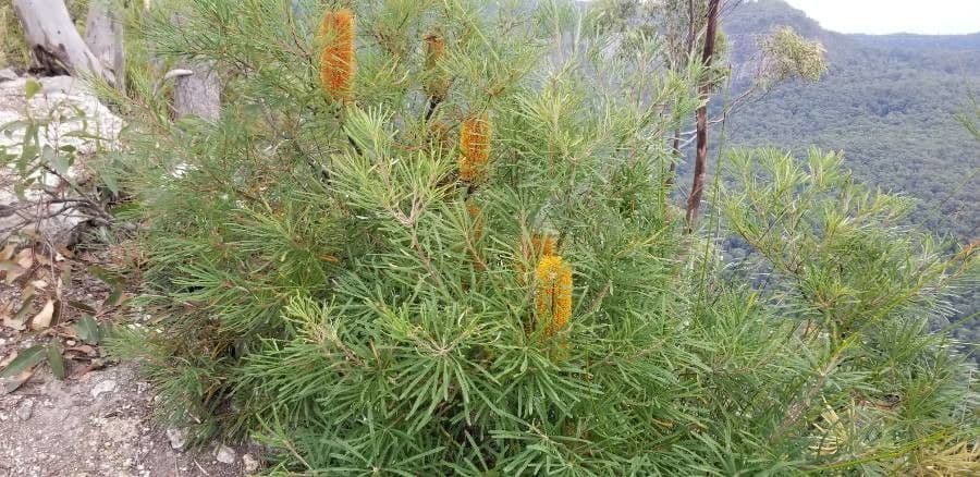 Banksia espigada 8