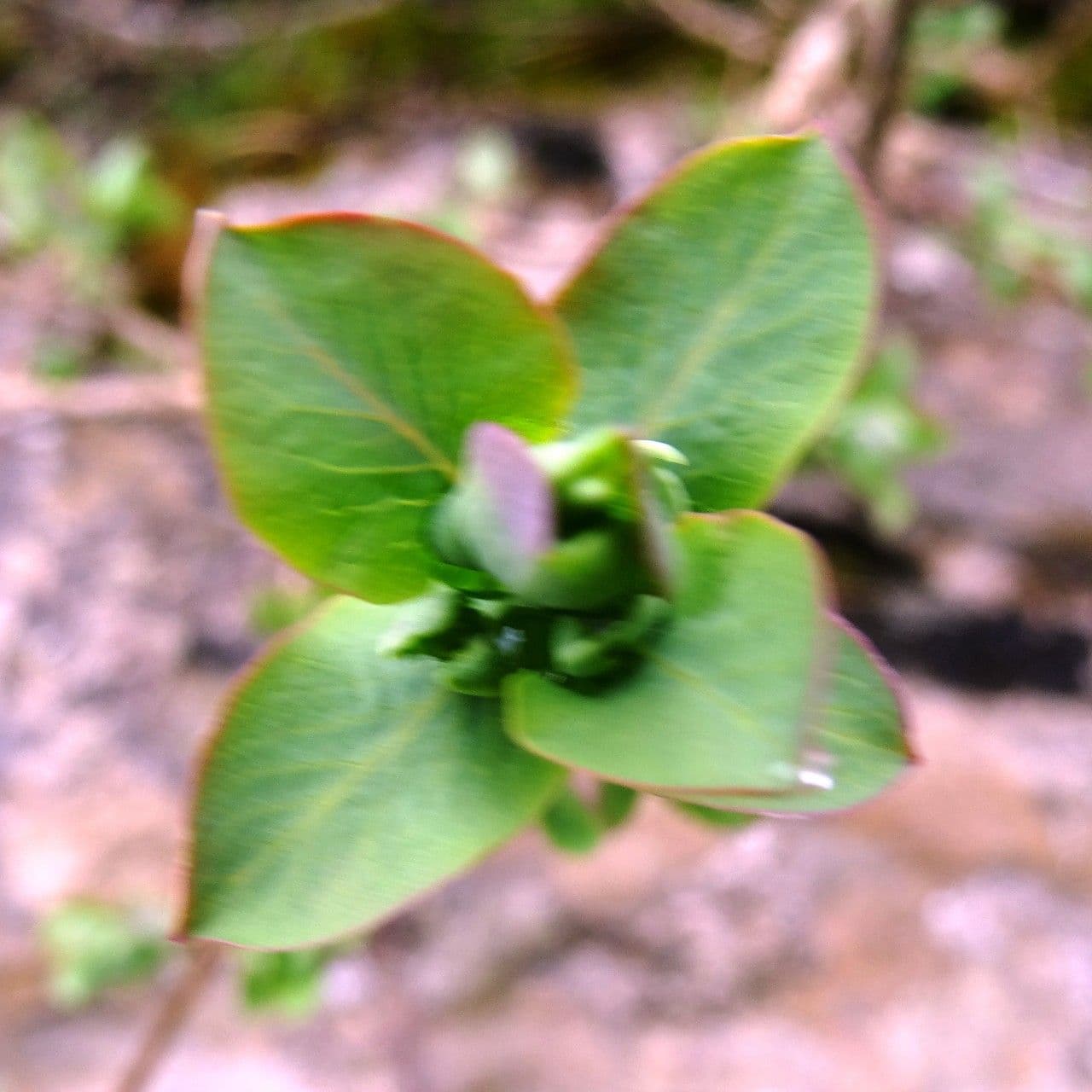 Caprifoglio pirenaico 19
