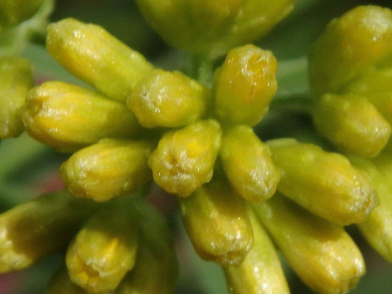 Euthamia graminifolia 2