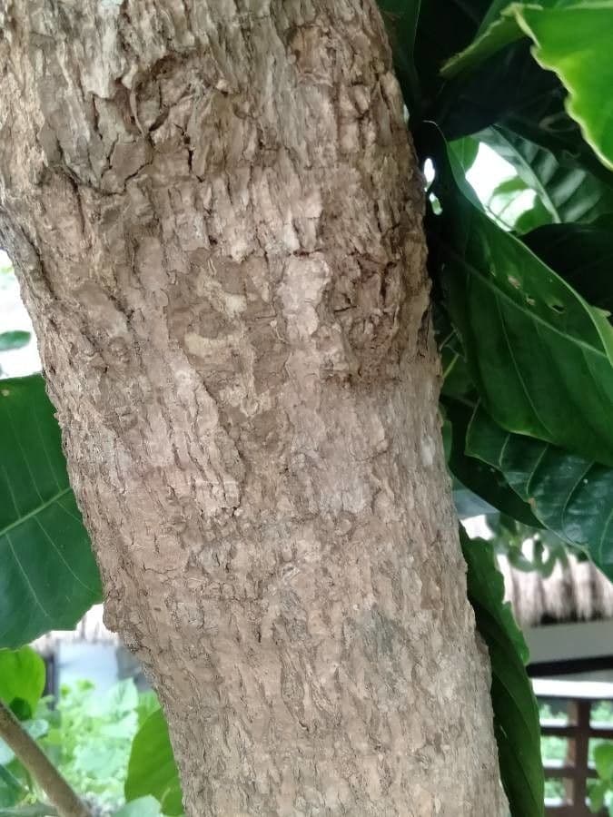 Tabernaemontana 3