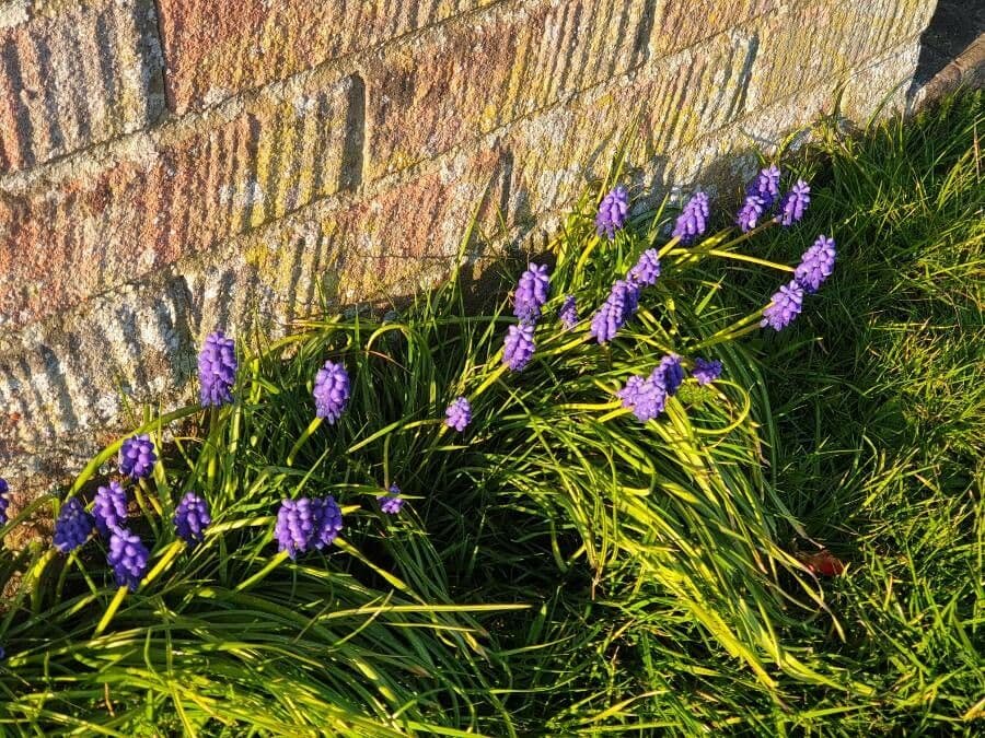 Muscari azzurro 14