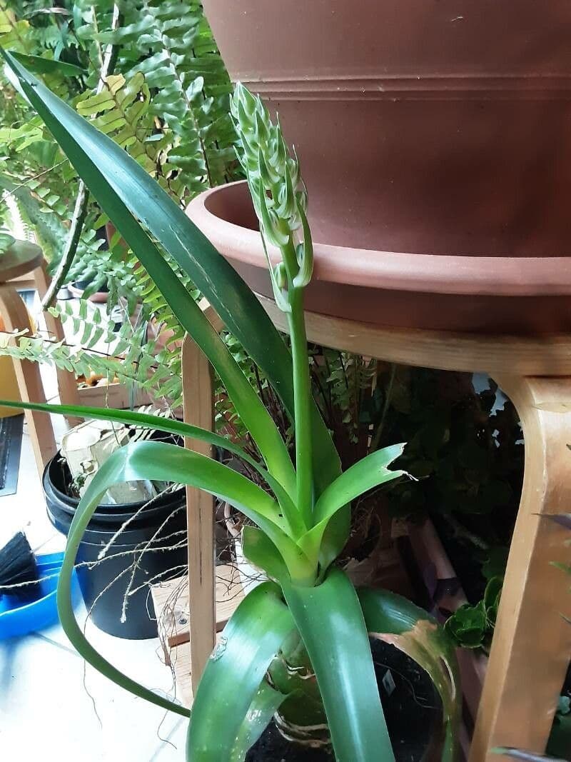 Albuca 7