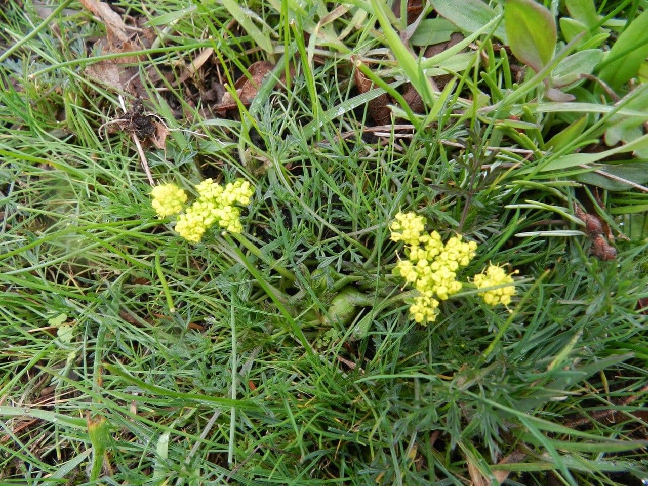 Lomatium 3