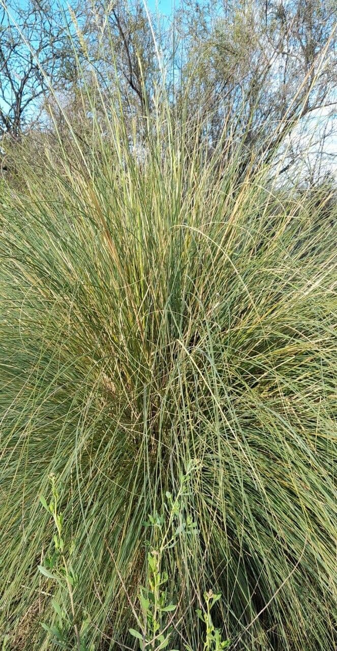 Cortaderia 3