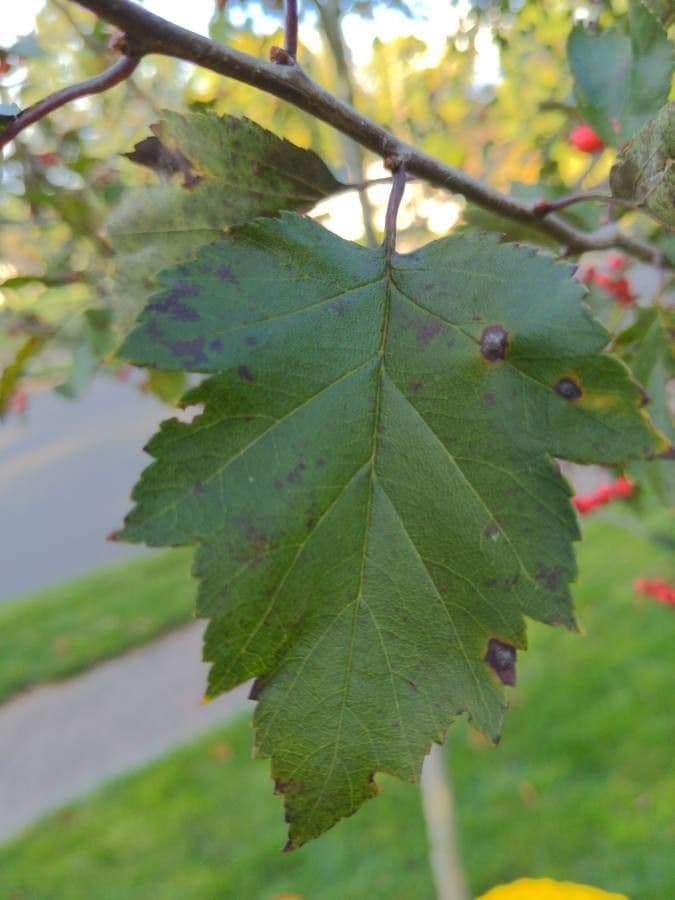 Grüner Weißdorn 7