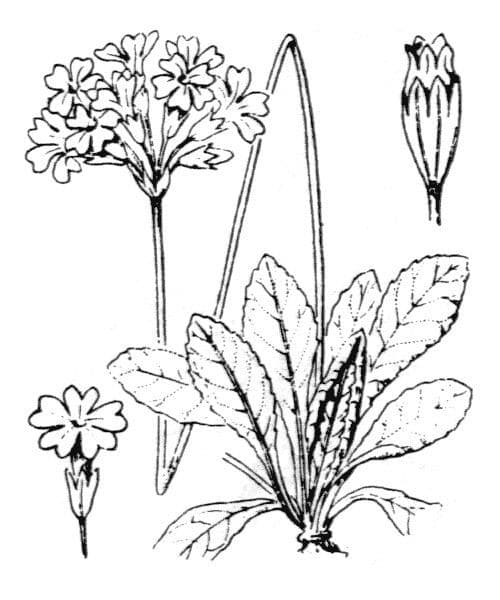 Primula farinosa 27