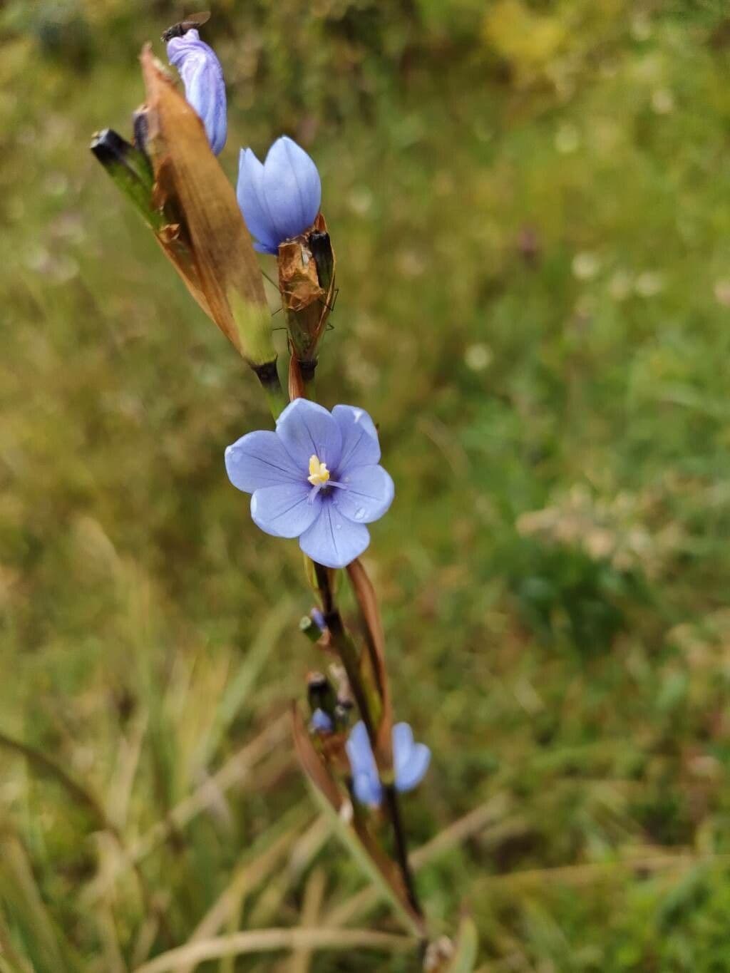 Iris del Chimborazo 5