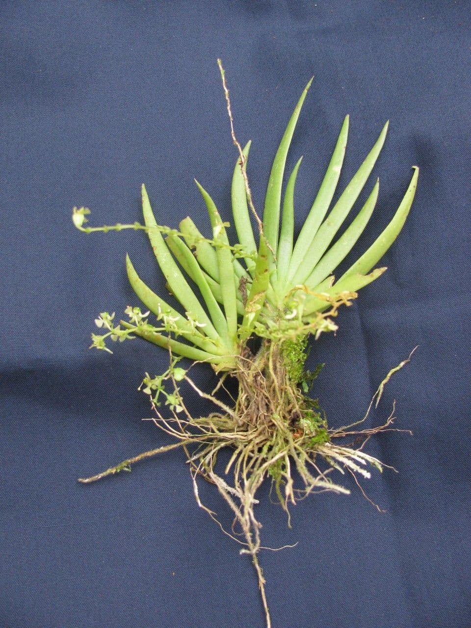 Ornithocephalus 8