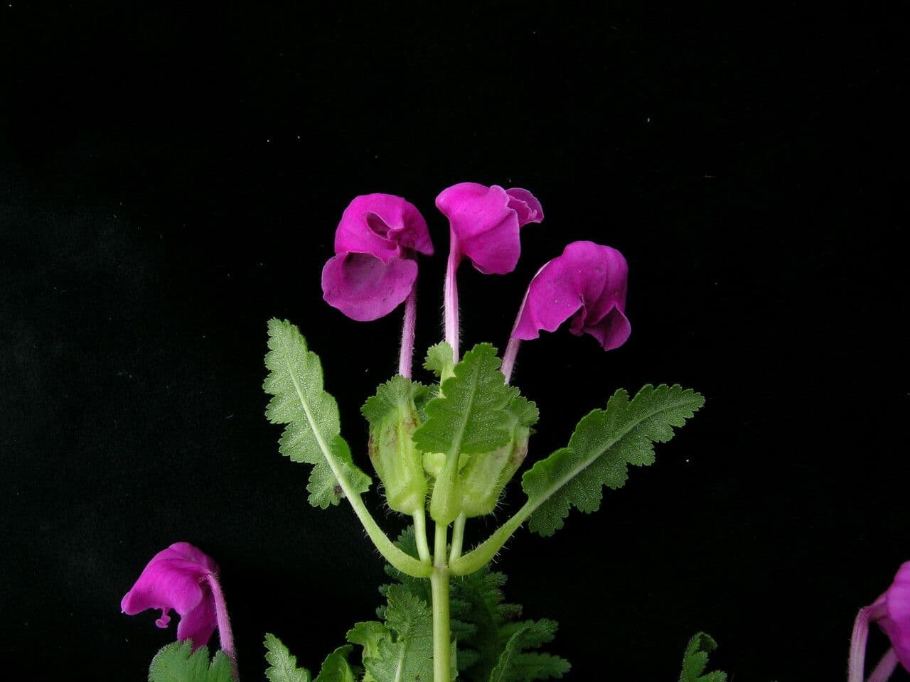 Pedicularis 3